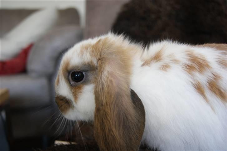 Kanin Rubin's Talaia Lavina - Foto: mig billede 7