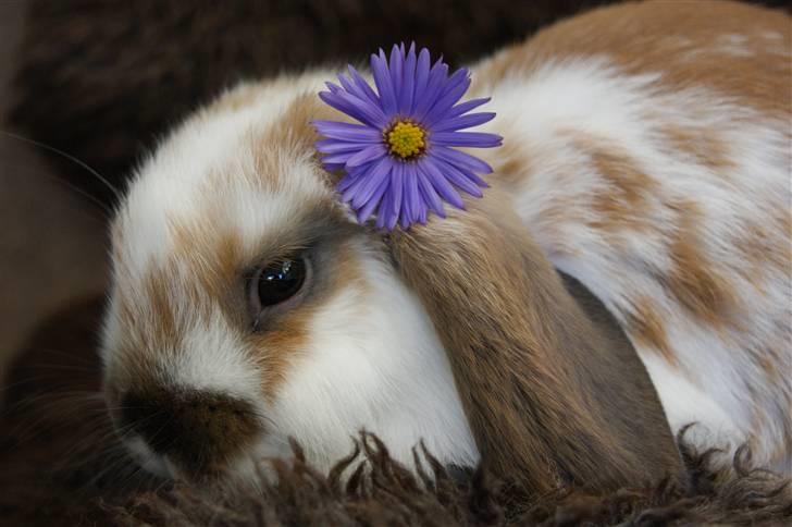 Kanin Rubin's Talaia Lavina - Foto: mig billede 8