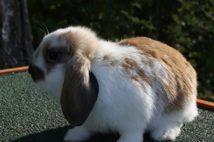 Kanin Rubin's Talaia Lavina - Foto: mig billede 9