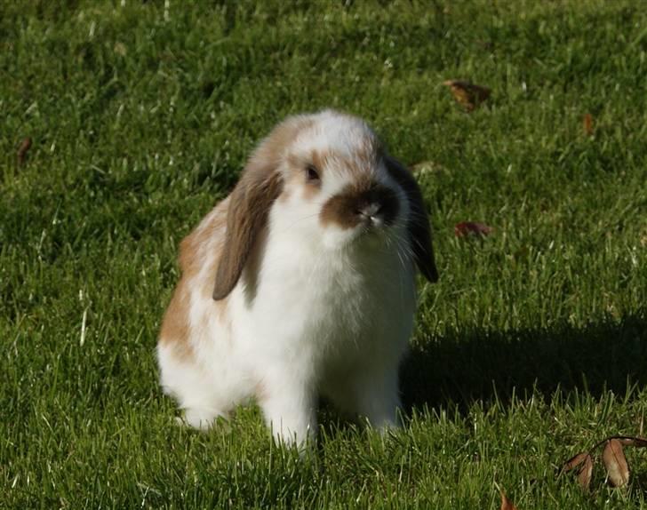 Kanin Rubin's Talaia Lavina - Foto: mig billede 10