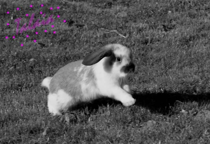 Kanin Rubin's Talaia Lavina - Foto: mig billede 11