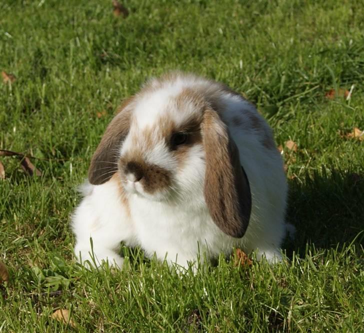 Kanin Rubin's Talaia Lavina - Foto: mig billede 12