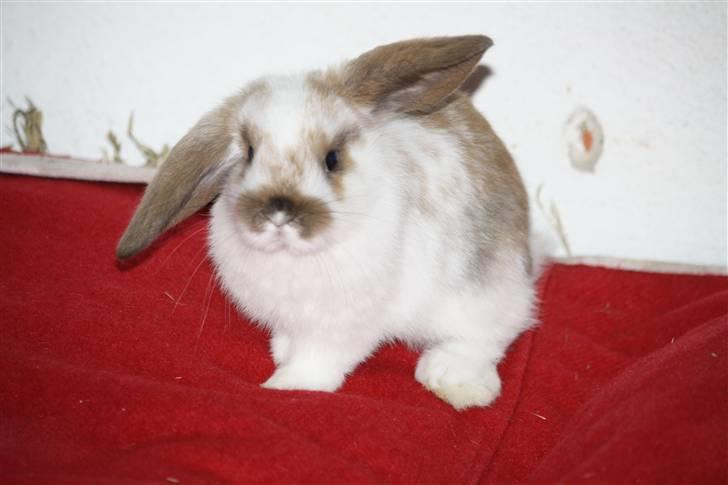 Kanin Rubin's Talaia Lavina - Foto: Kristina Rubin billede 13