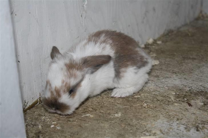 Kanin Rubin's Talaia Lavina - Foto: Kristina Rubin billede 14