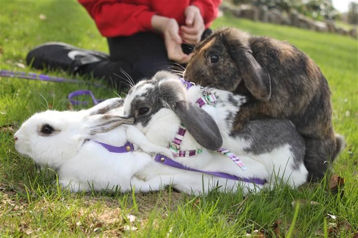 Kanin MaPos De La Manifik billede 5