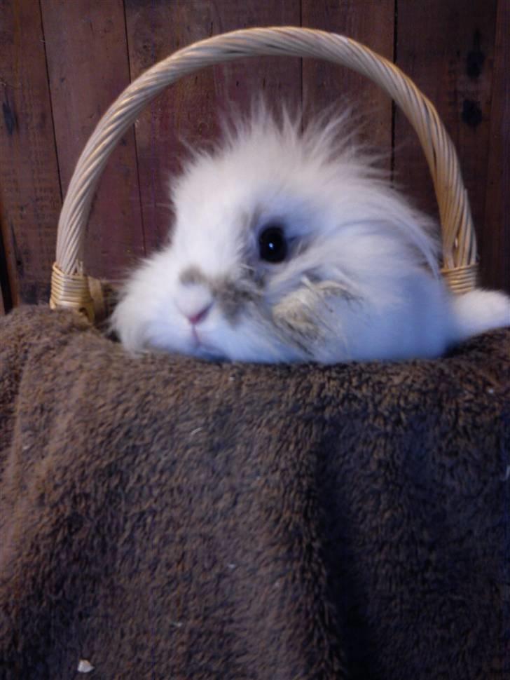 Kanin Snupti billede 8