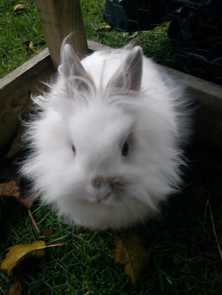 Kanin Snupti billede 9