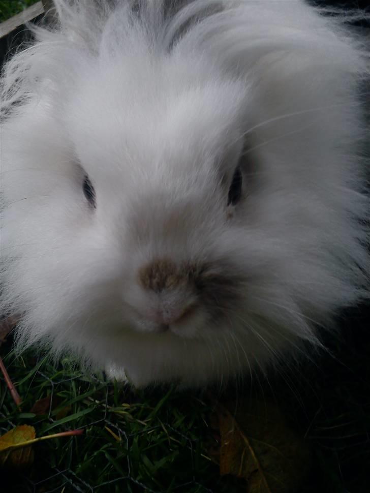 Kanin Snupti billede 10