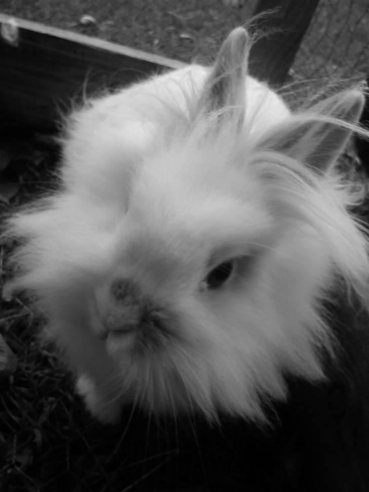 Kanin Snupti billede 11