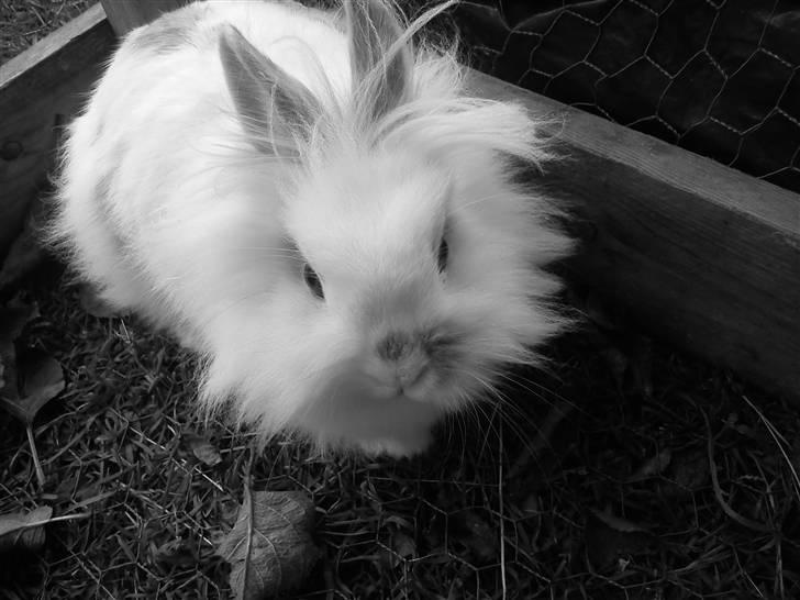 Kanin Snupti billede 12