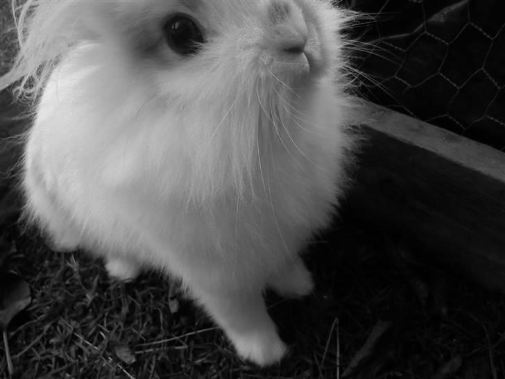 Kanin Snupti billede 13