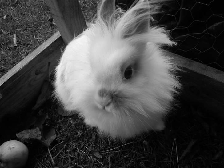 Kanin Snupti billede 14