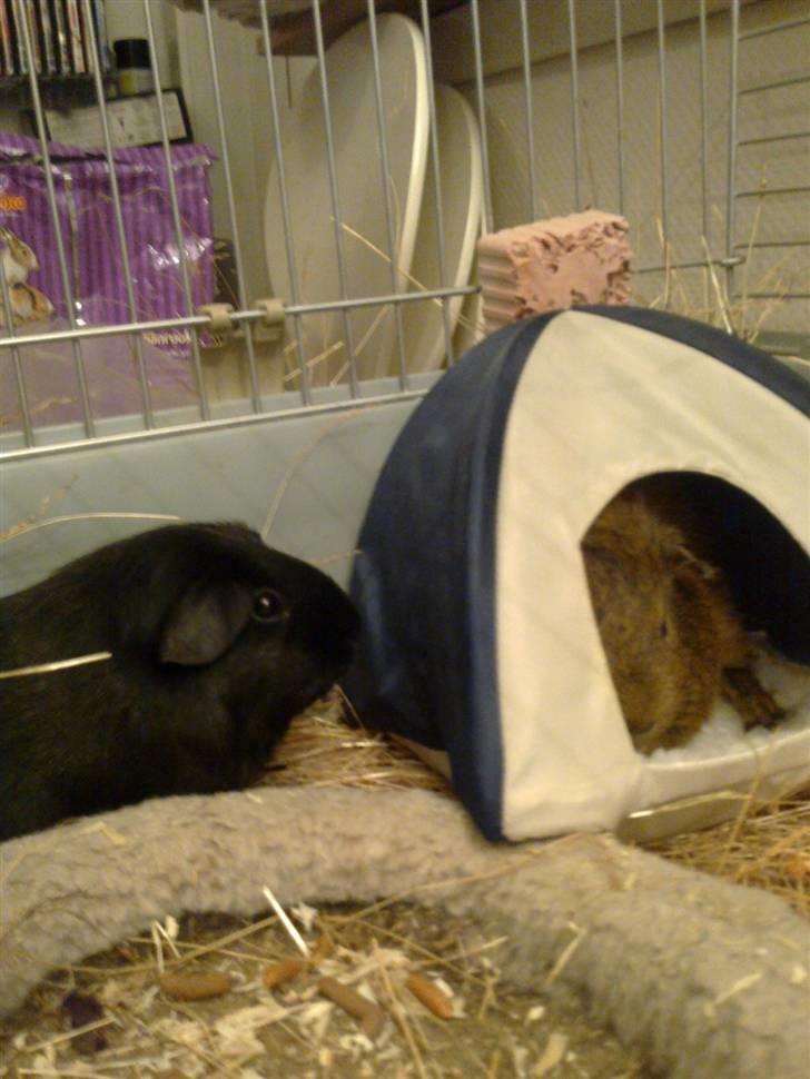 Marsvin Speedy billede 15