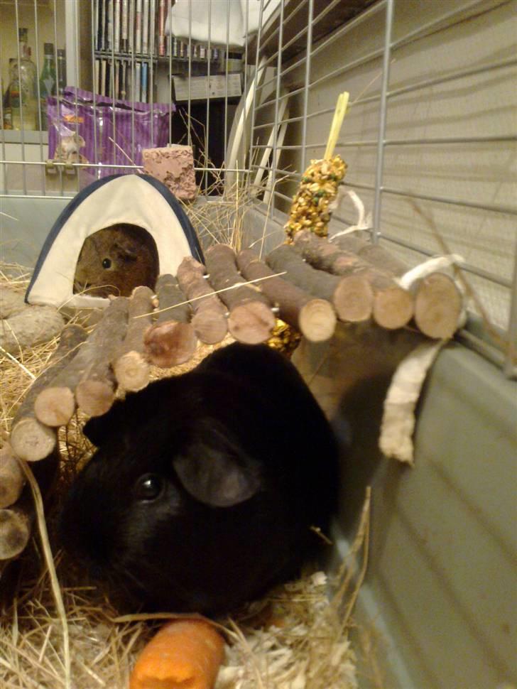 Marsvin Speedy billede 16