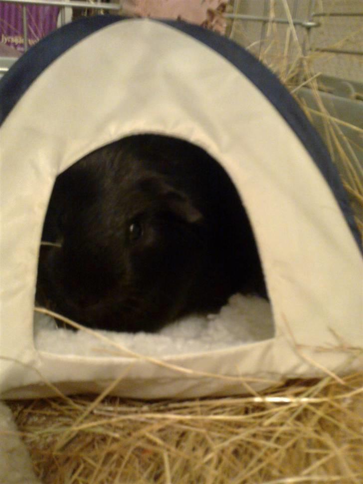 Marsvin Speedy billede 17