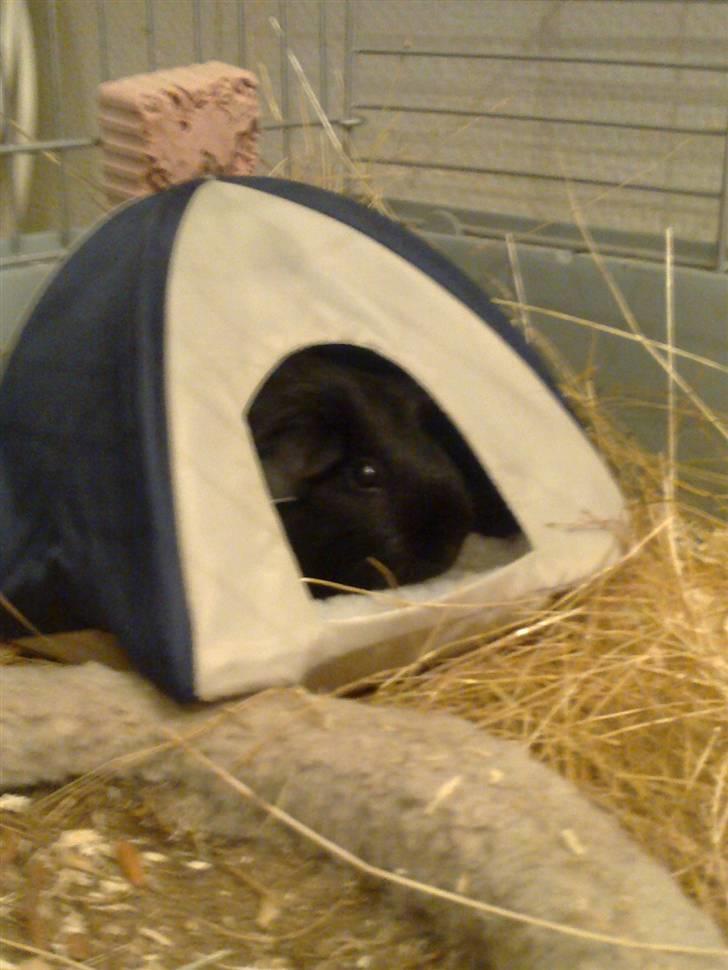 Marsvin Speedy billede 18