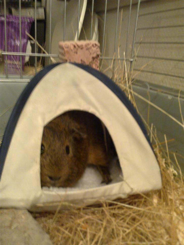 Marsvin Pjuske R.I.P billede 15