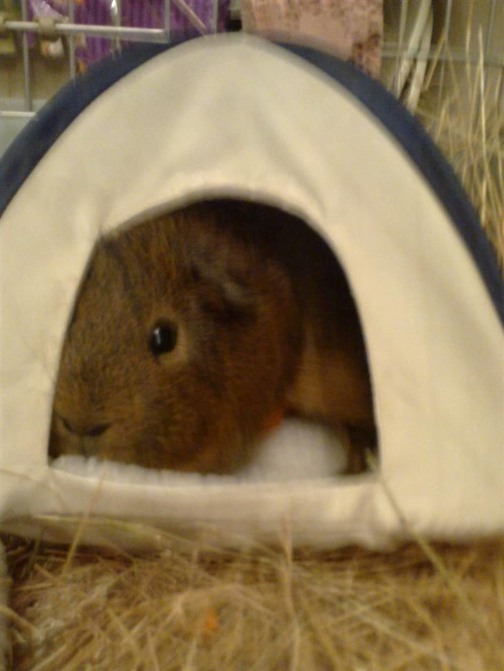 Marsvin Pjuske R.I.P billede 16