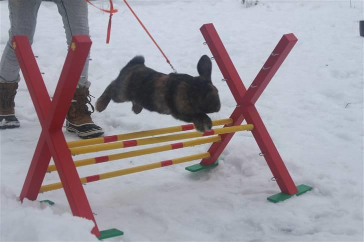 Kanin MaPos De La Manifik billede 7