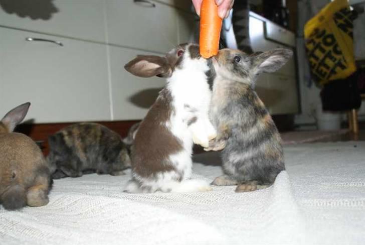 Kanin MaPos De La Manifik - Manne og Ivarna som babyer hos wind :-D billede 11