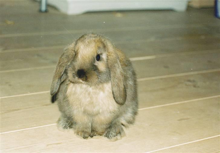 Kanin Nemo - som lille <3 billede 19