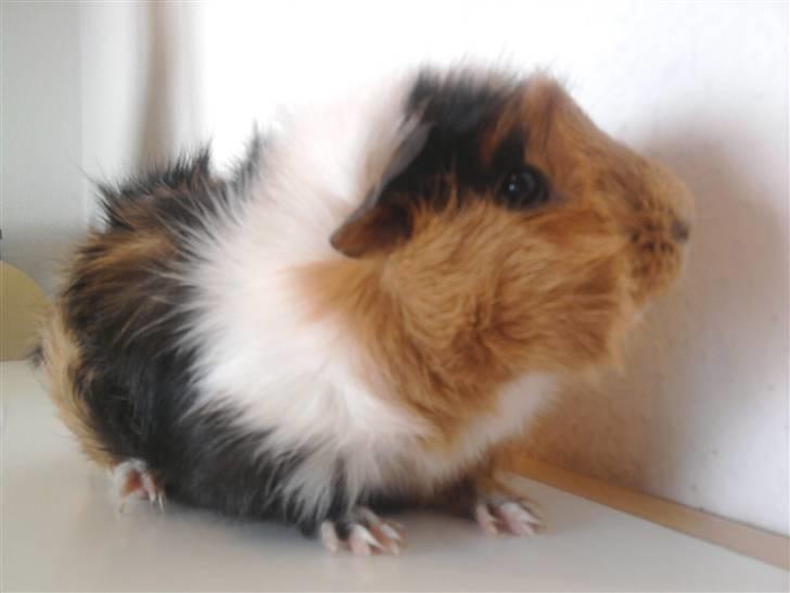 Marsvin Tamaya - Tjek mig lige ud <3
 24.10.10 billede 9