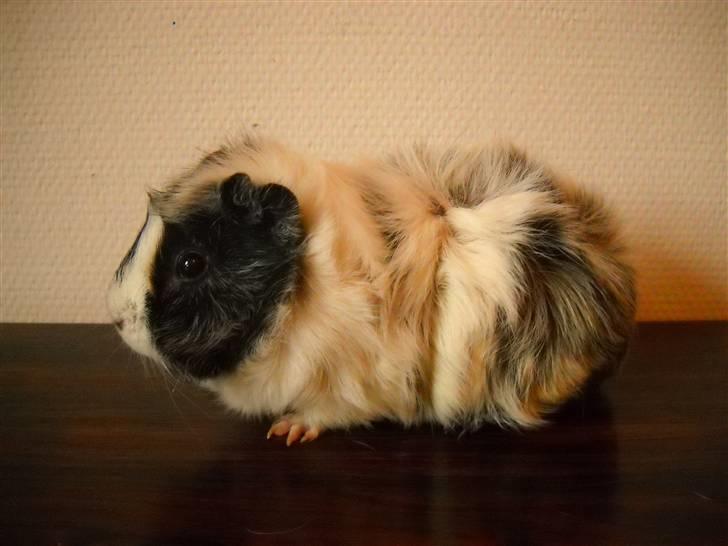 Marsvin | Rosetta billede 1