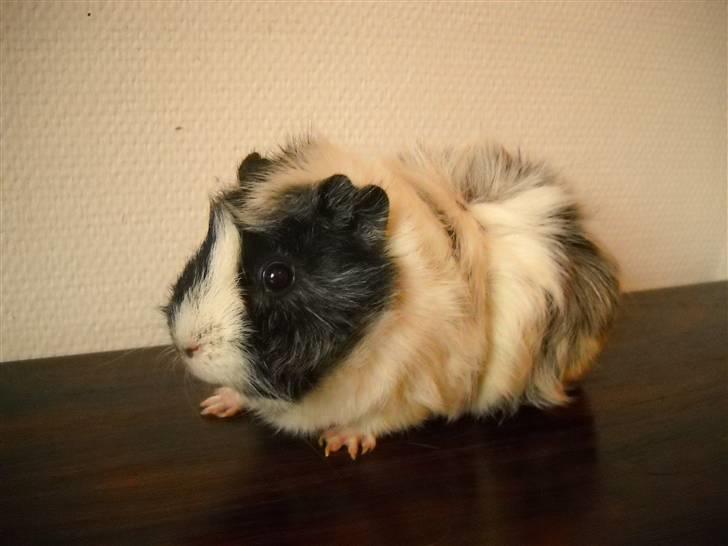 Marsvin | Rosetta billede 3