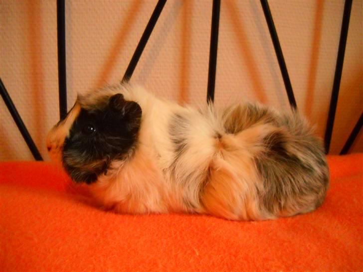 Marsvin | Rosetta billede 4