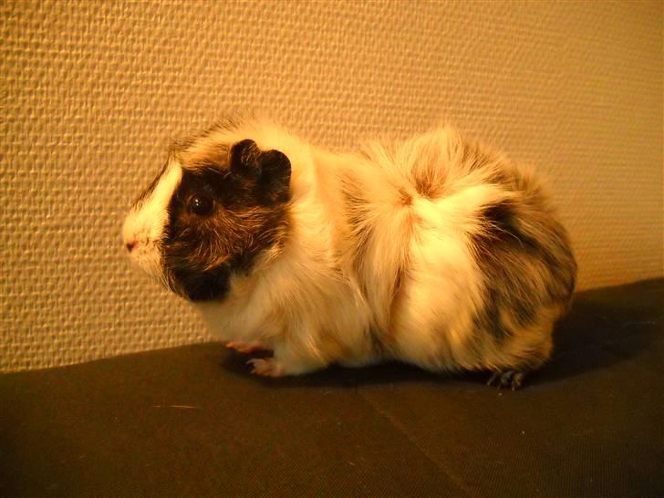 Marsvin | Rosetta billede 5