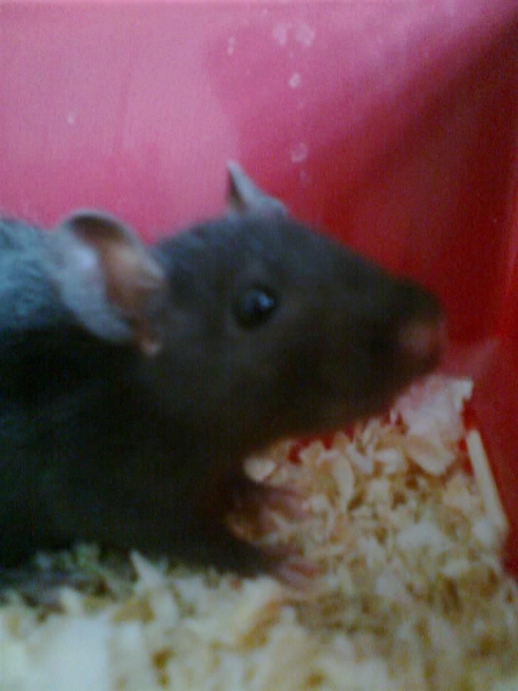 Tamrotte Cashmir billede 1