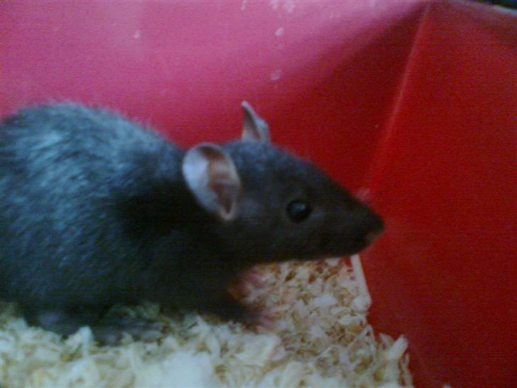 Tamrotte Cashmir billede 2