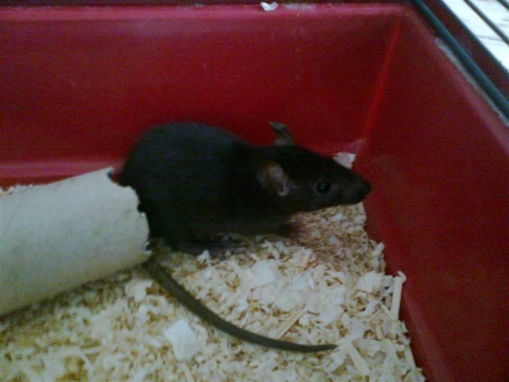 Tamrotte Cashmir billede 3