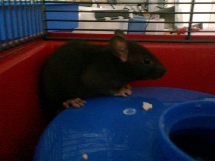 Tamrotte Cashmir billede 4