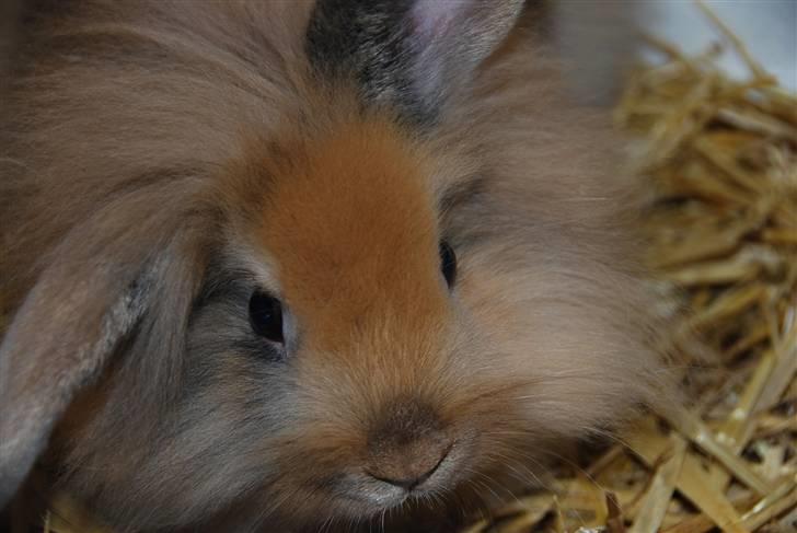 Kanin Albert billede 2