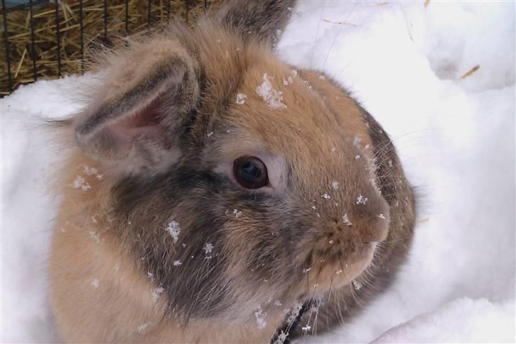 Kanin Albert billede 3