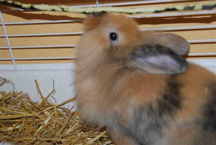 Kanin Albert billede 4