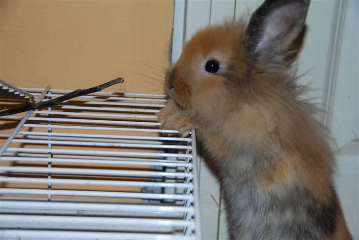 Kanin Albert billede 5