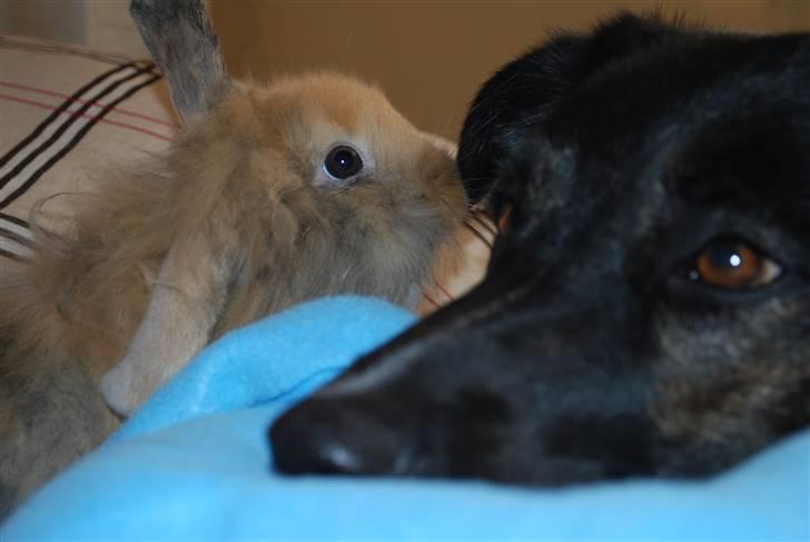 Kanin Albert billede 6