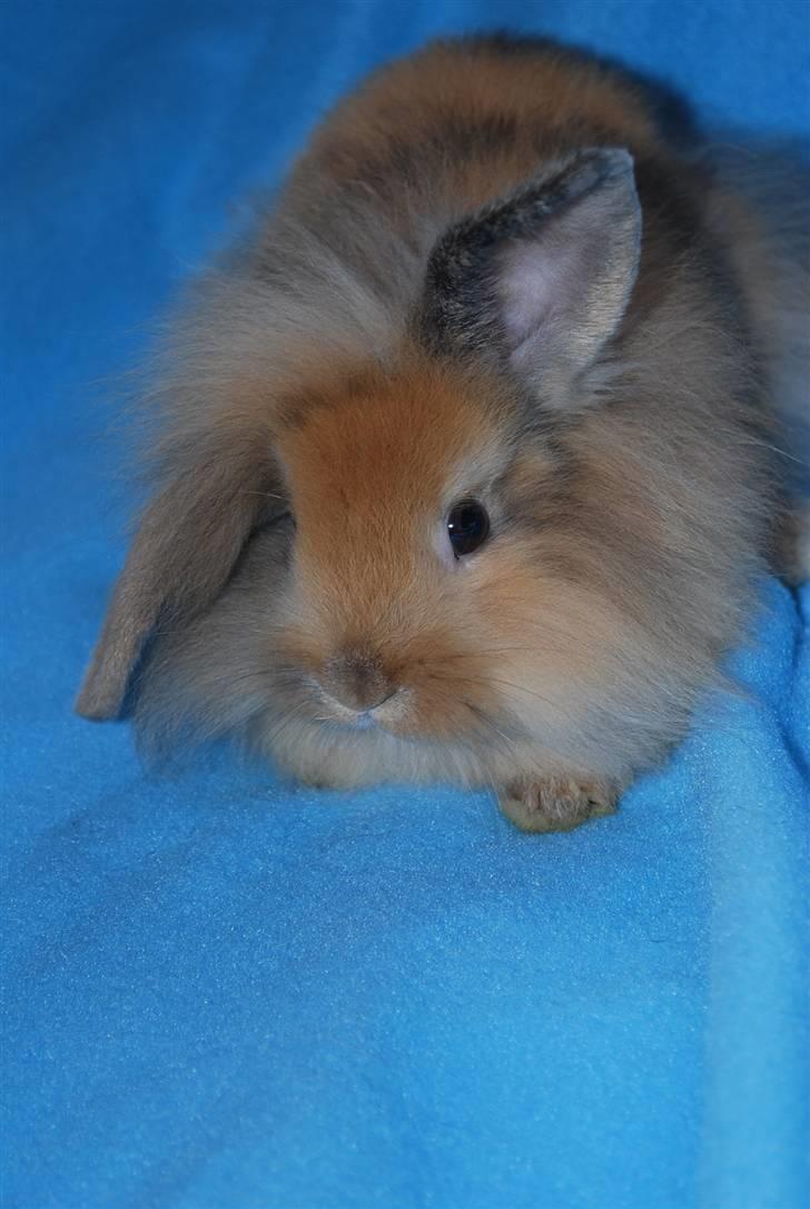 Kanin Albert billede 1