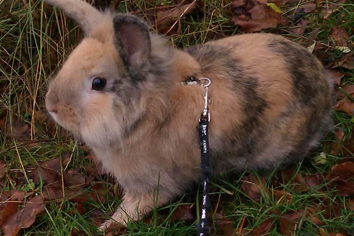 Kanin Albert billede 7