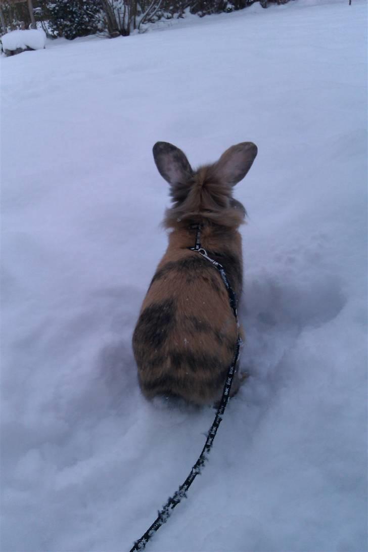 Kanin Albert billede 8