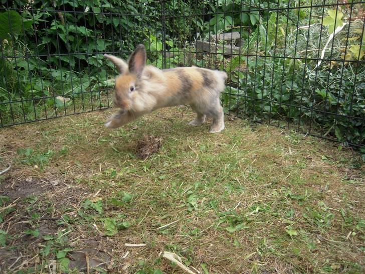 Kanin Albert billede 9