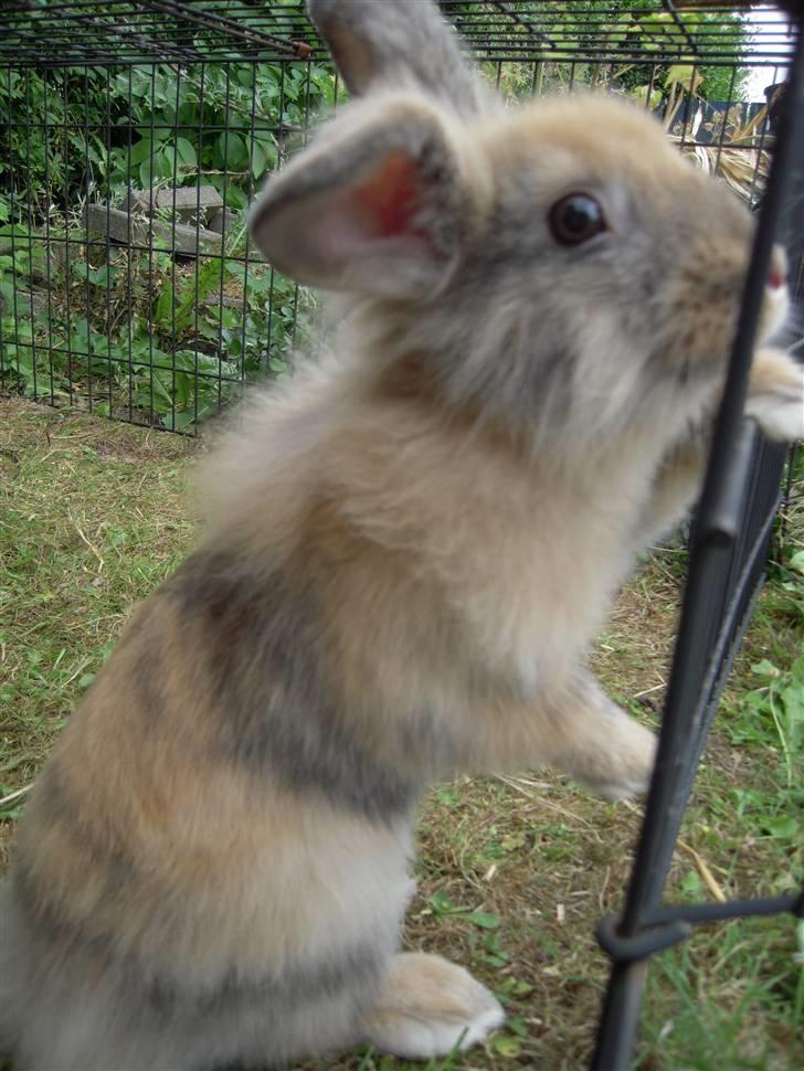 Kanin Albert billede 10