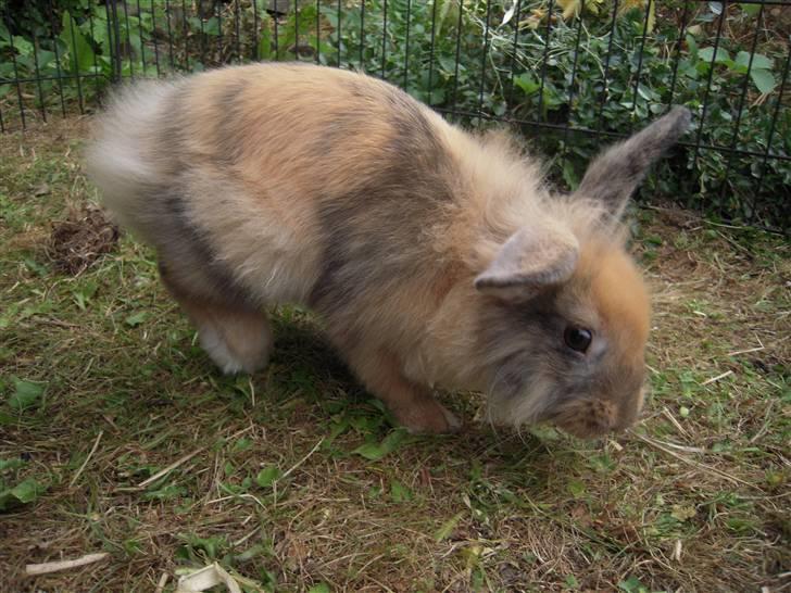 Kanin Albert billede 11