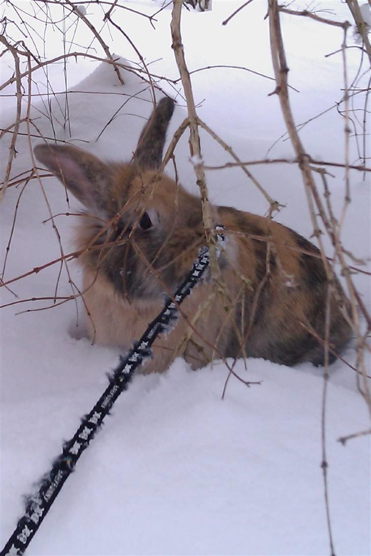 Kanin Albert billede 12