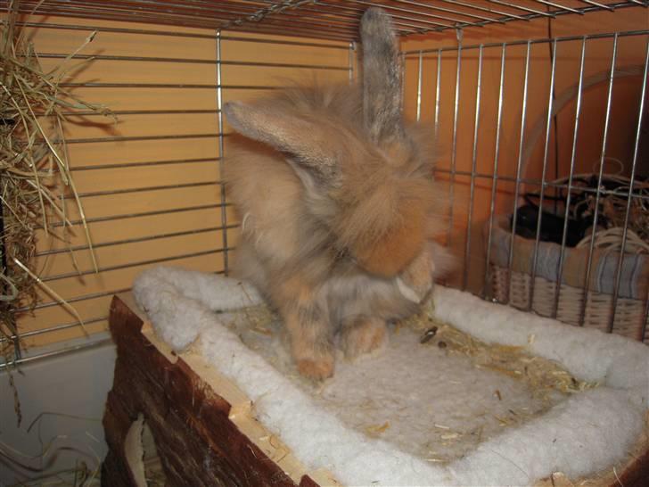 Kanin Albert billede 13