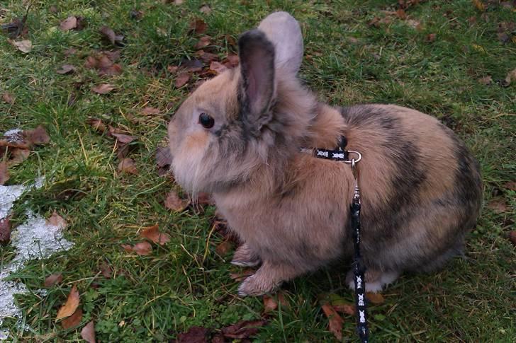 Kanin Albert billede 14