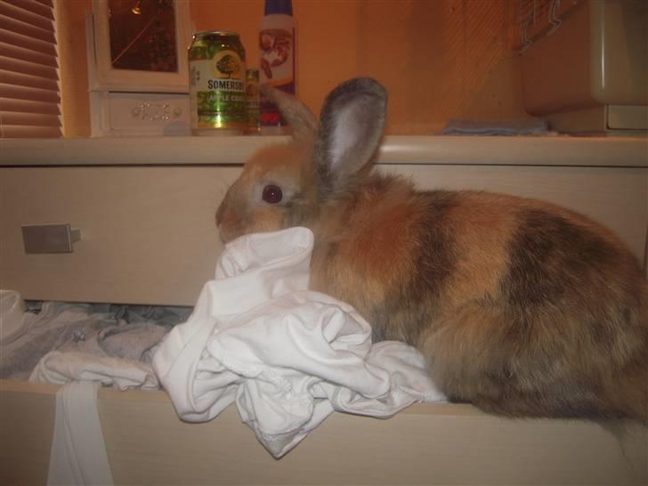 Kanin Albert billede 15