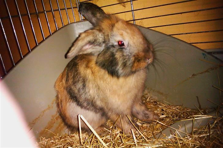 Kanin Albert billede 16